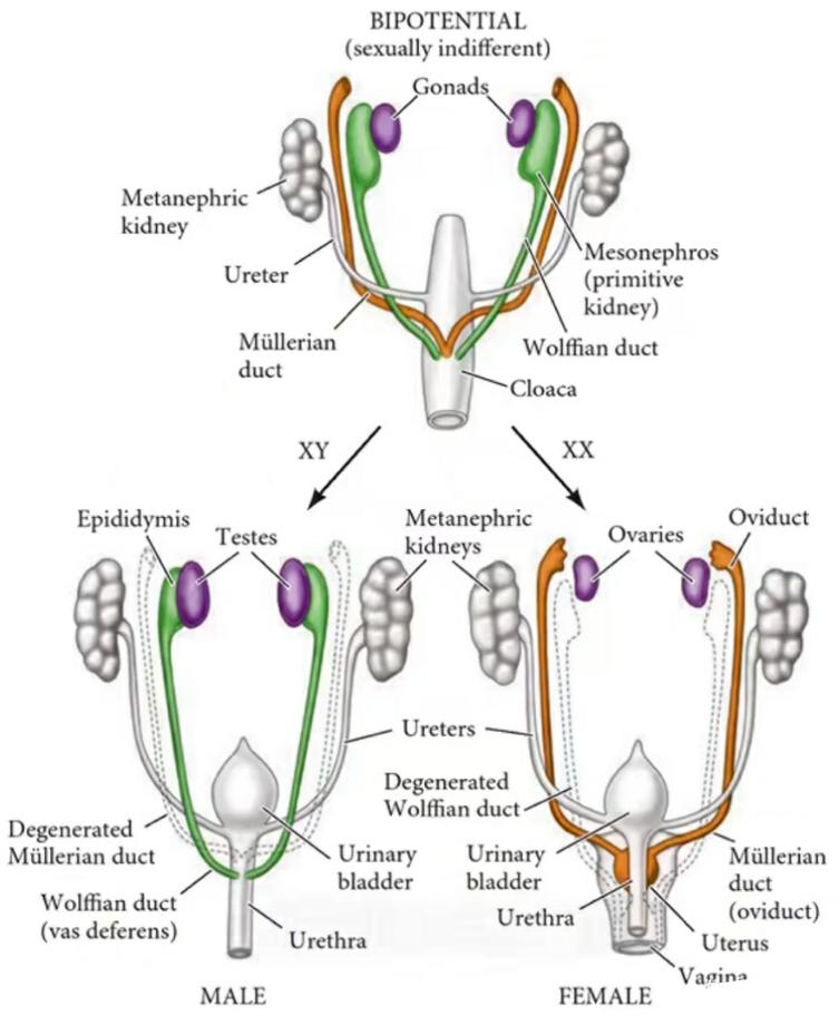 奇怪的知识｜人类的蛋蛋这么脆弱，为什么还要“外挂”在体外？