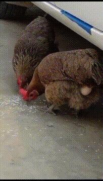 搞笑gif目光全在腿上了,爆笑gif动图我们一起出去霸气一点