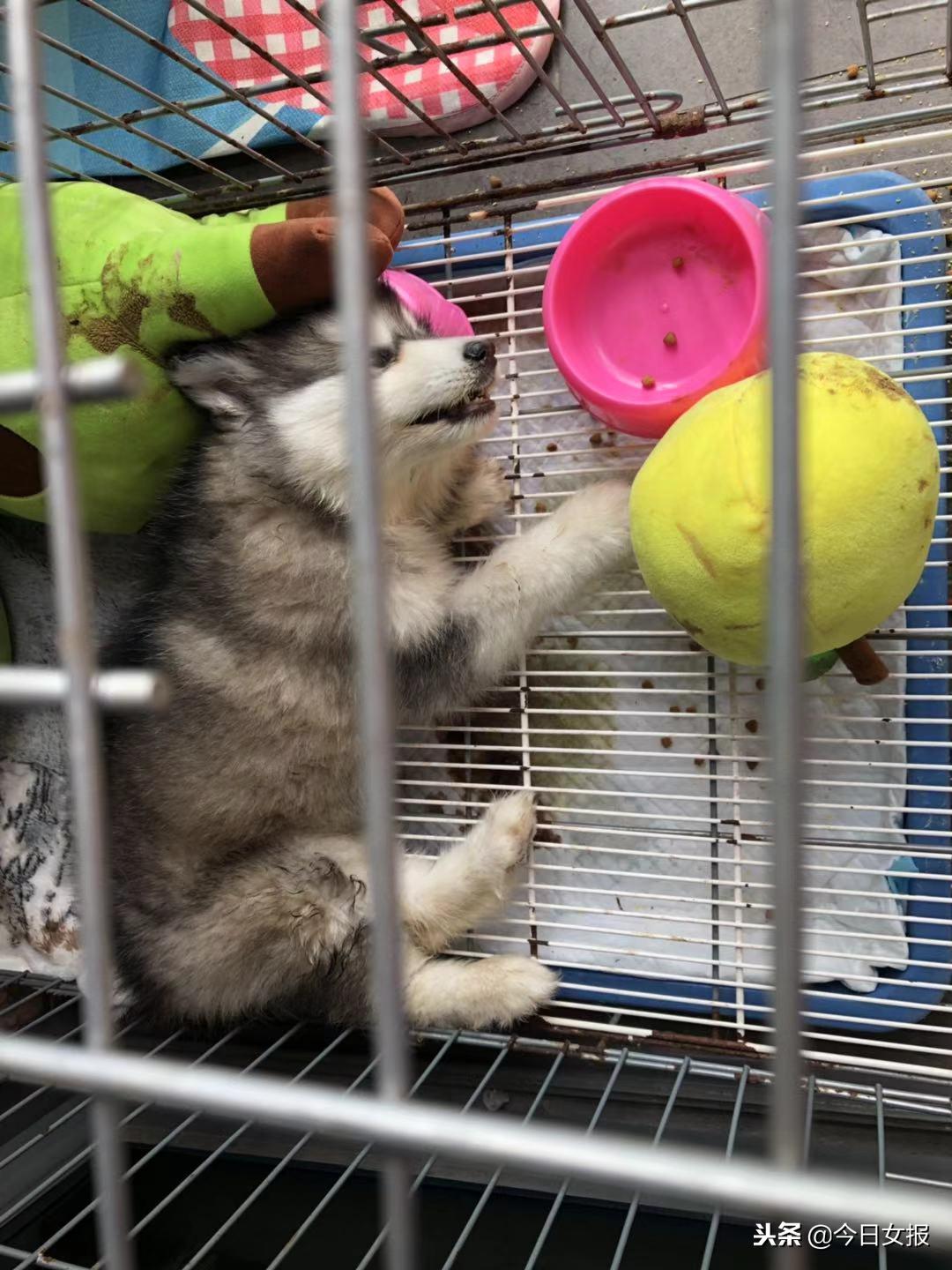 买了星期狗如何维权,女子买到星期狗被店家威胁