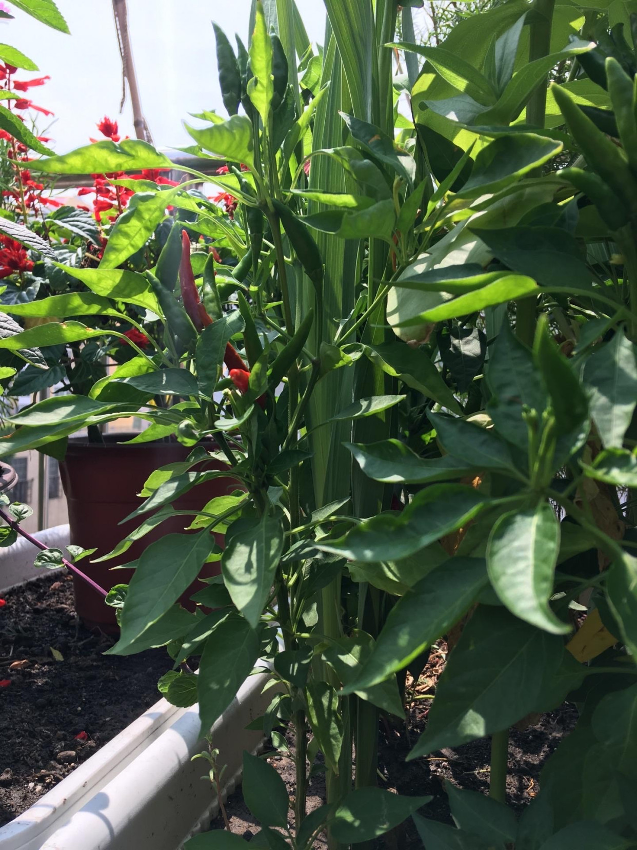 阳台养的菜苗蔫了怎么办,在阳台种的菜苗又细又高