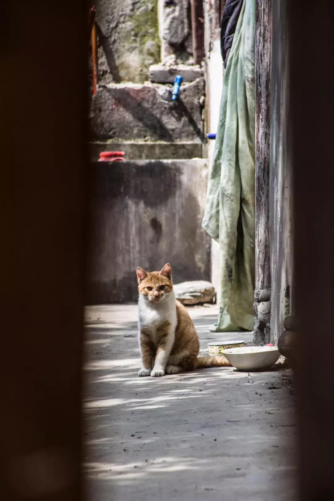 成都观行丨少城(一)包家巷99号,被遗忘的谢公馆