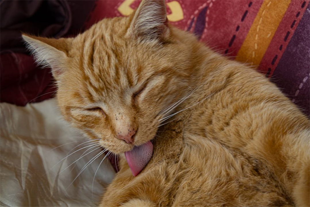 公猫繁衍会划伤母猫吗,公猫的生殖器官对母猫有什么伤害