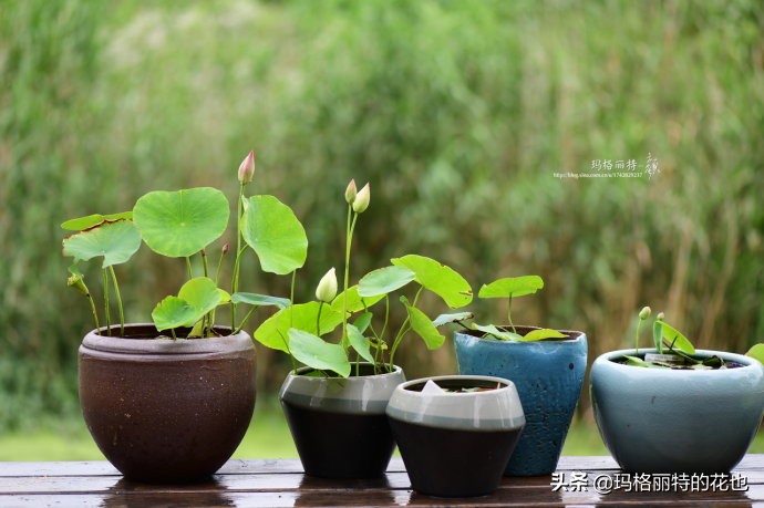 我的碗莲种子,碗莲的种植方法新手必看
