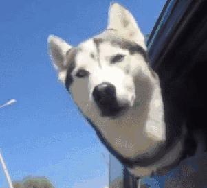 金毛哈士奇萨摩阿拉斯加,哈士奇阿拉斯加萨摩拉雪橇视频