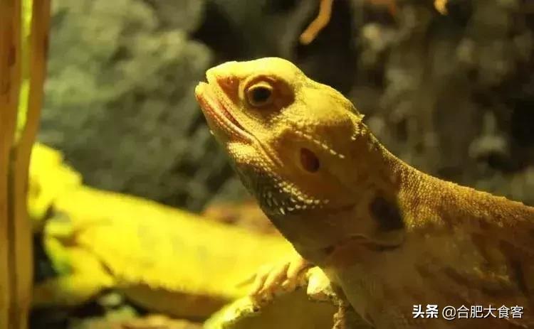 合肥动物园值得看的地方,合肥最好玩的动物园是哪