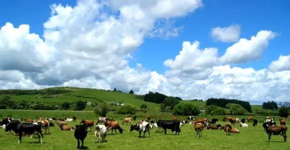 通过国家注册的深度水解配方奶粉,通过注册的奶粉配方名单