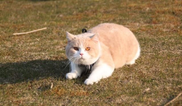 英国短毛猫的种类特别多,哪种是你的心头爱?最爱橘色“金胖子”