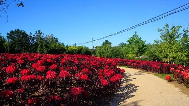 大连重阳节旅游攻略,大连九月秋游攻略