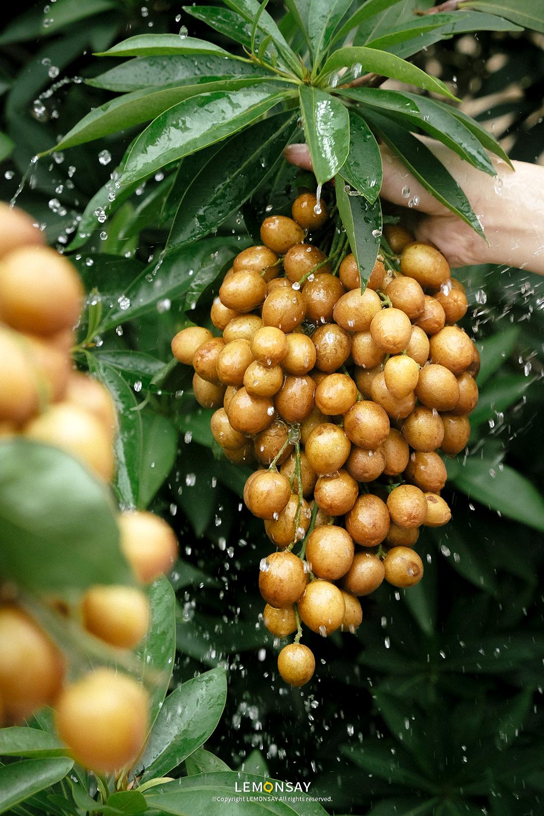 为什么黄皮火了,抖音上最火的黄皮