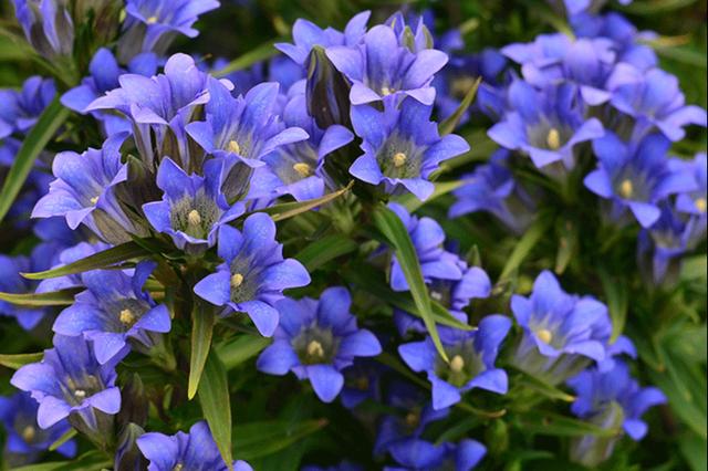 神农本草经中的药材图片,神农本草经高清彩图