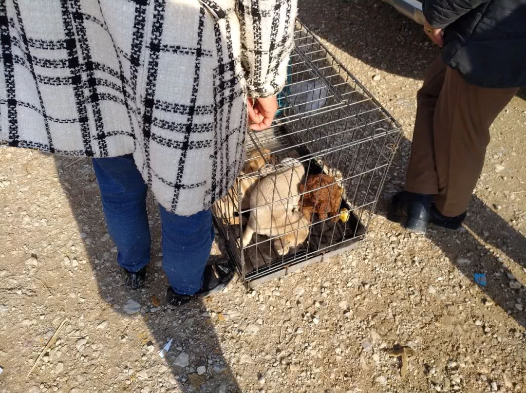 巴哥犬一般卖多钱,网上卖的巴哥犬价200一只是真的吗