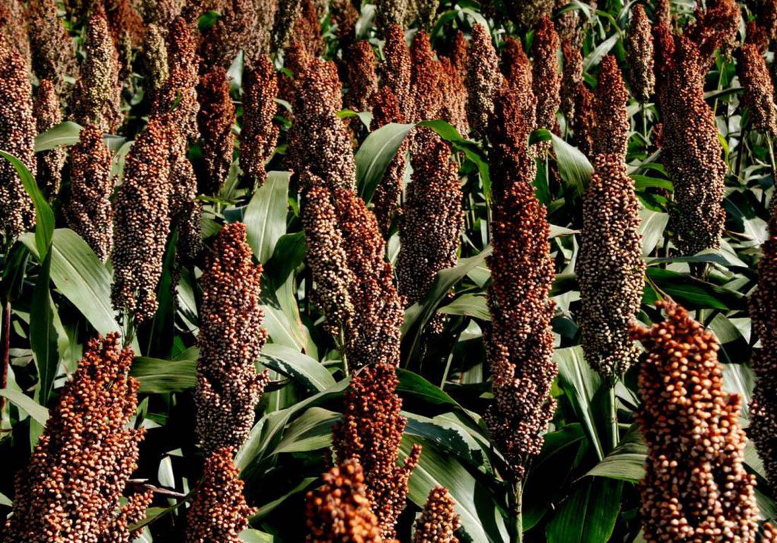 高粱怎么种才能高产,高粱种植技术高粱种子