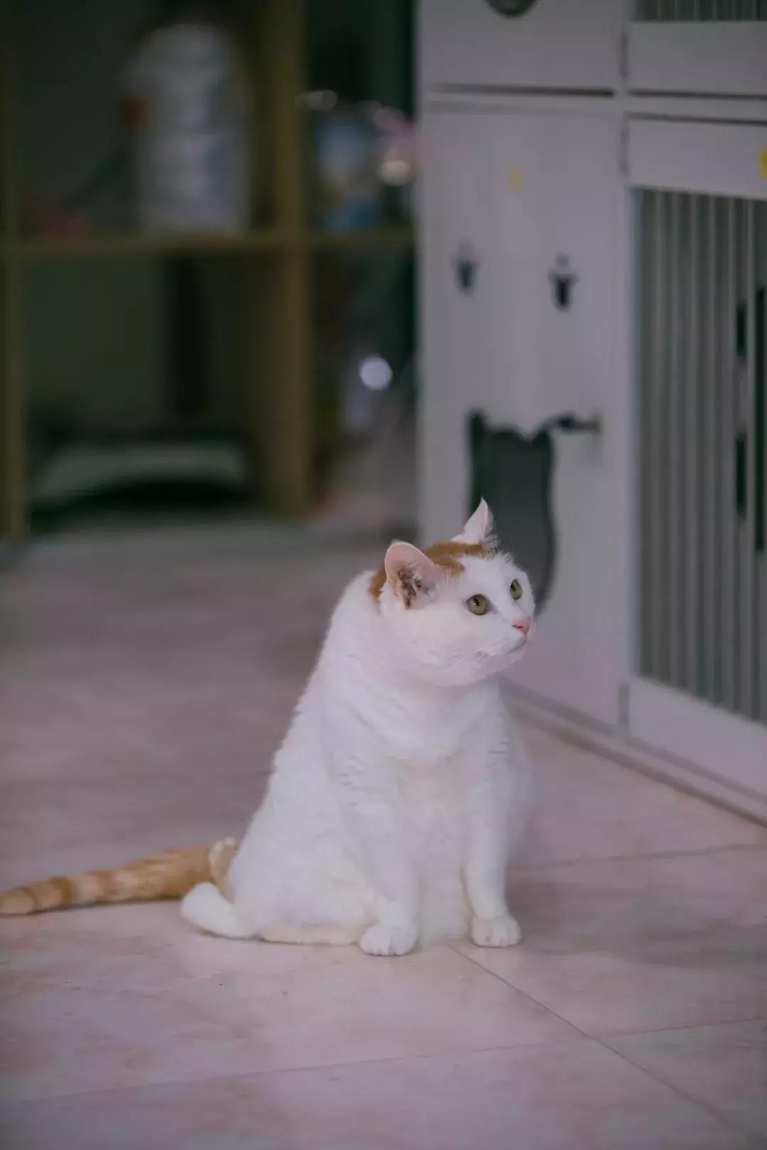 猫猫后腿瘫痪能自愈吗,猫猫后腿突然瘫痪了