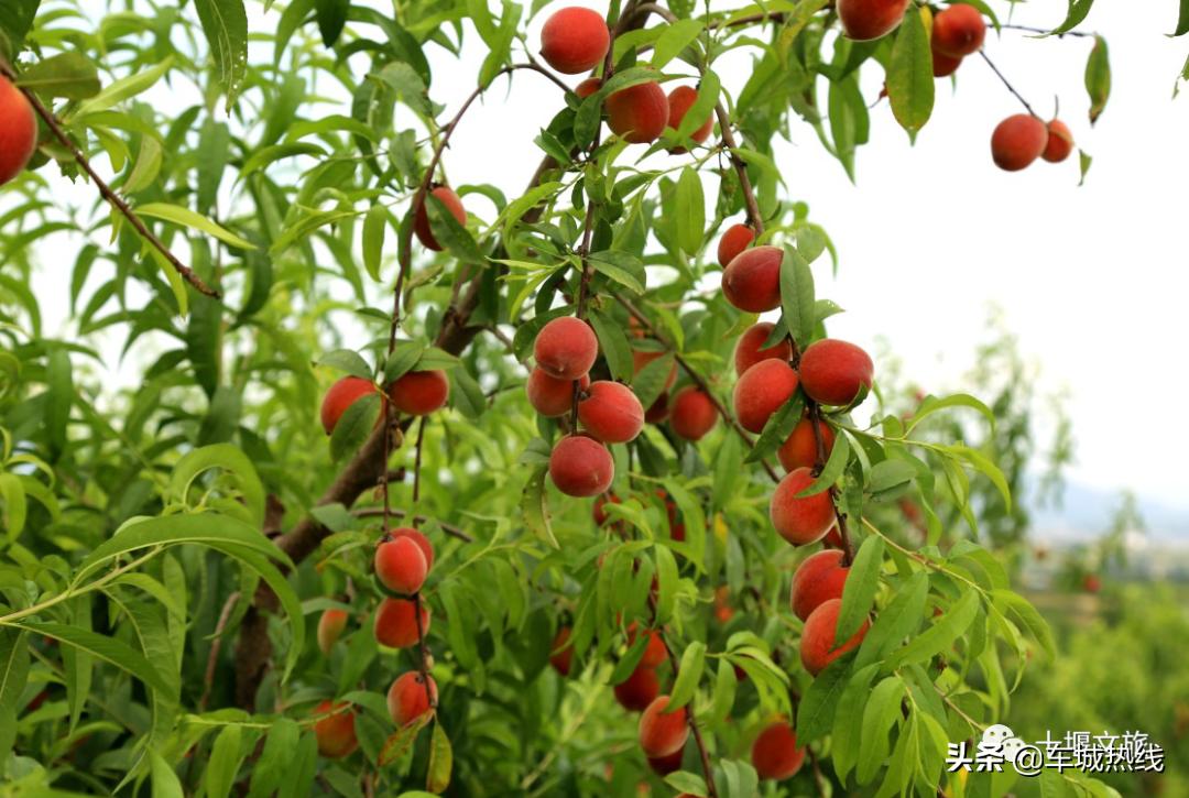 桃子采摘园十堰,十堰摘桃好去处