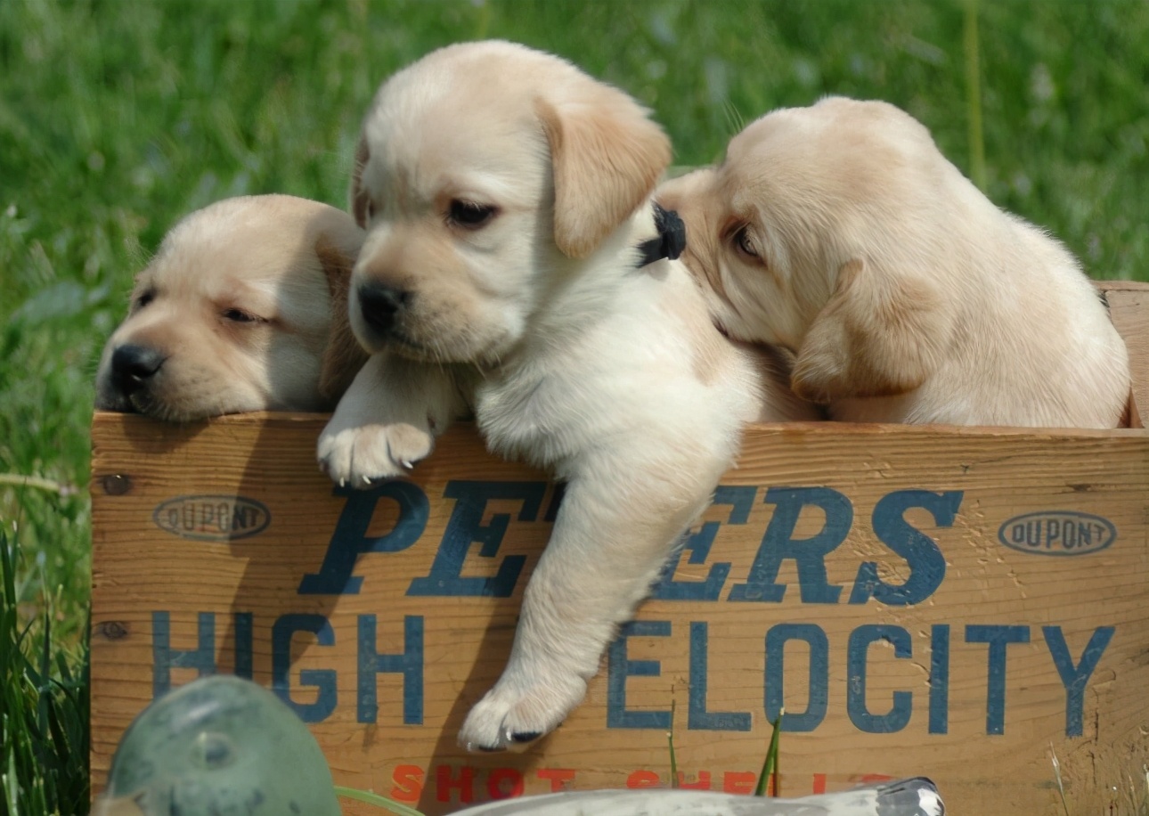 养拉布拉多作为种犬该注意哪些,养拉布拉多犬的好处和坏处