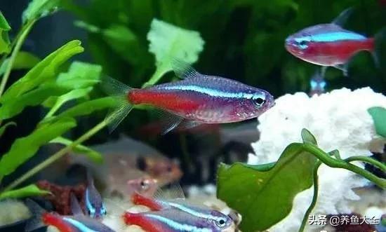 养鱼知识分享从0开始,养鱼知识干货