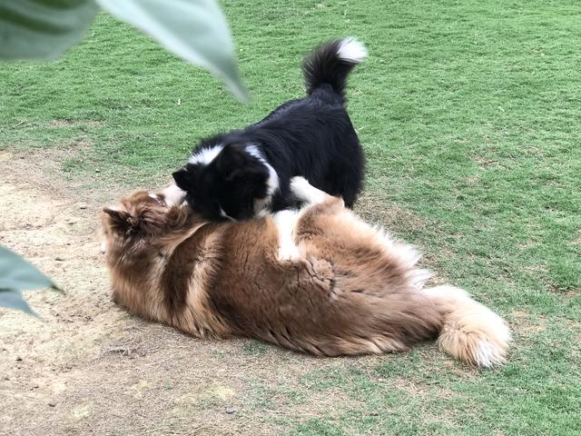 母狗发情期，狗主人记得要做好这3点，要不然哪天带球回家你别哭