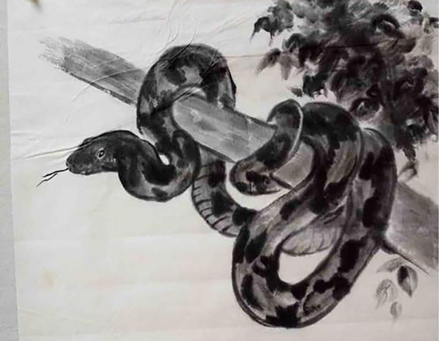 蛇为什么要三年后才报仇,蛇真的会报仇吗