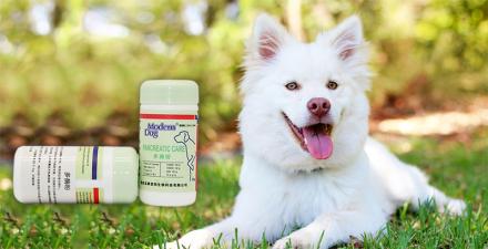 狗狗消化不良怎么办呢,狗消化不良吃什么药