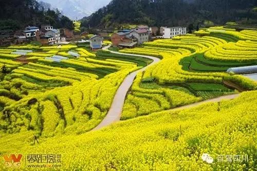 四川过年油菜花风景视频,3月去四川哪里看油菜花