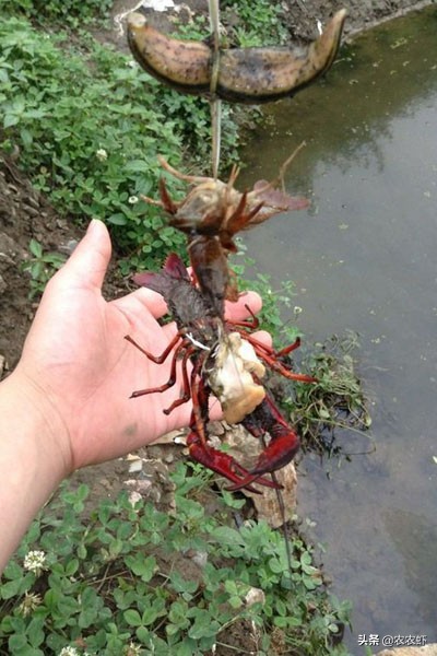 疫情呆在家里钓鱼,疫情期间无聊在家钓鱼