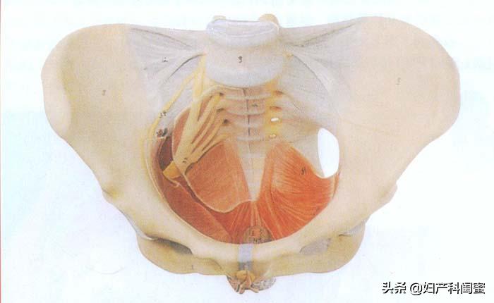 产后能恢复到少女时期的紧致,产后恢复的7条建议