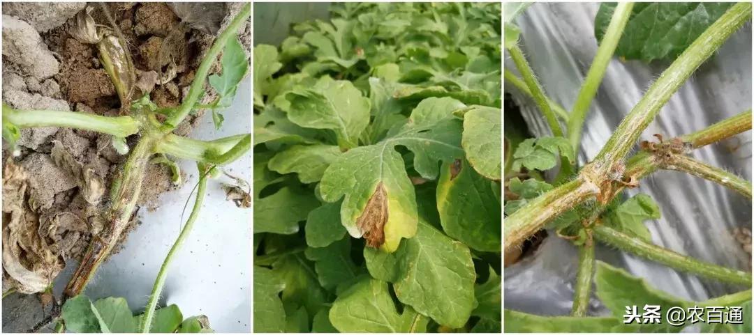 西瓜下雨之前打什么药防治病害,西瓜幼苗病害的各种症状图片