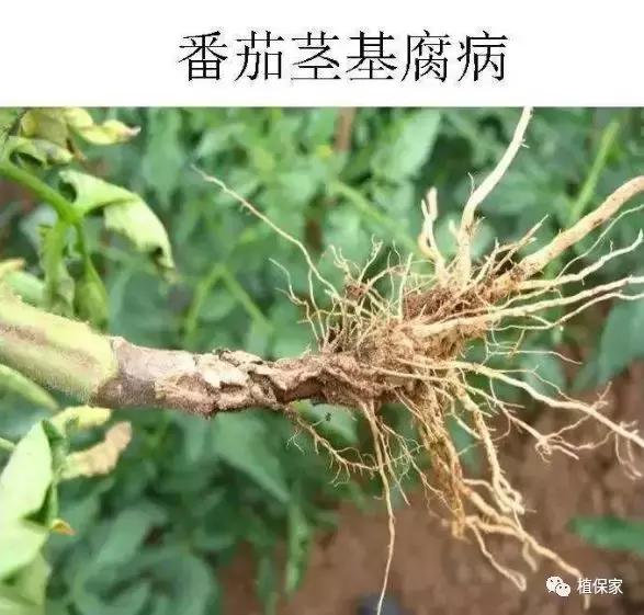 烂脖子怎么治疗最有效,烂脖子病和茎基腐病一样吗