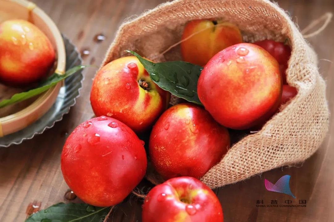 「辽阳科普」桃子上插牙签竟有这种好处！很多人都不知道