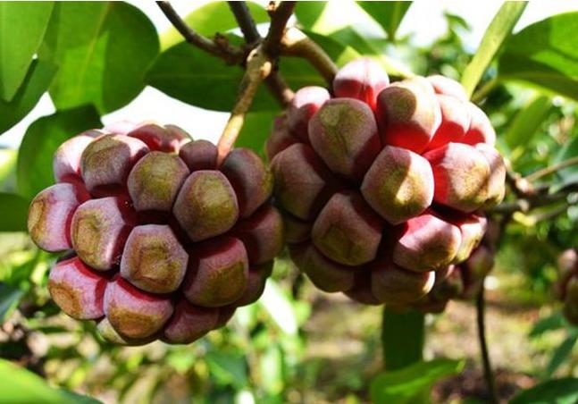 在农村种这三类野菜不愁销路,农村这3种不起眼的野草