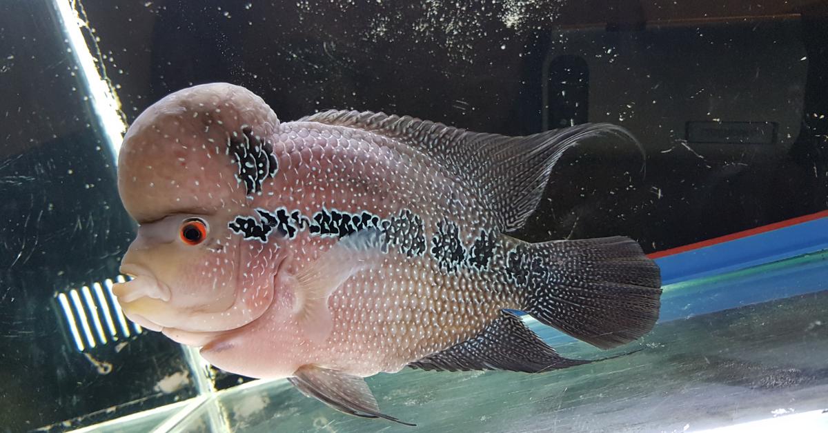 鸿运当头罗汉鱼寿命多长时间,罗汉鱼寿命短的表现有哪些