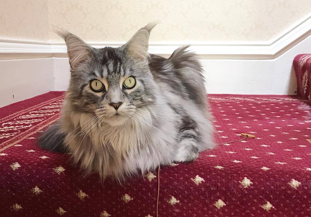 猫咪课堂：关于猫咪“膀胱炎”，看这一篇就够了