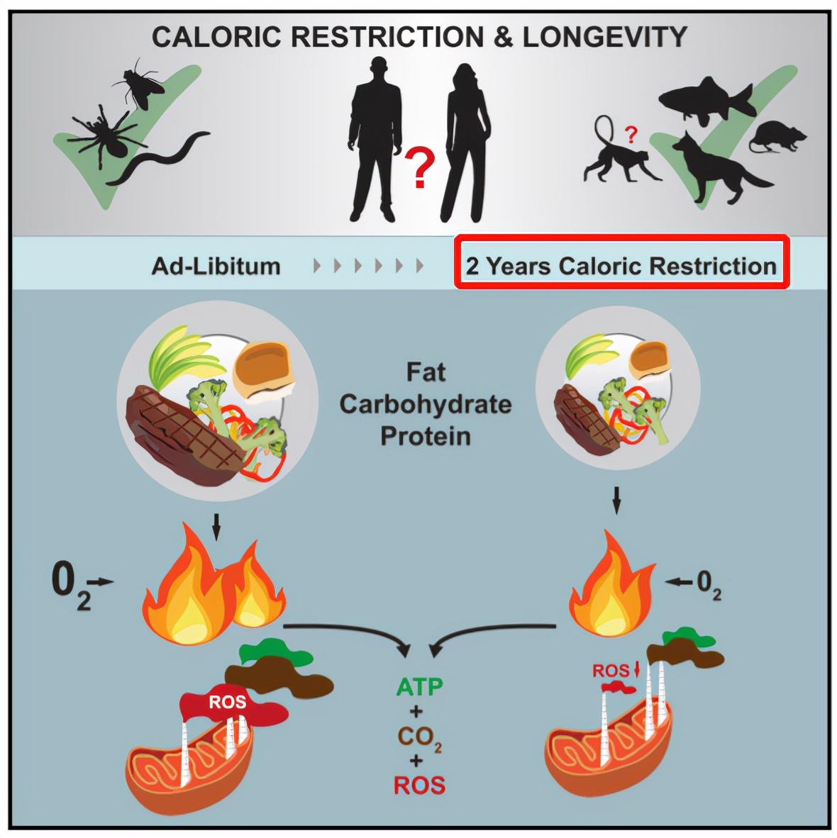 延迟衰老有诀窍,专家研究如何延缓衰老