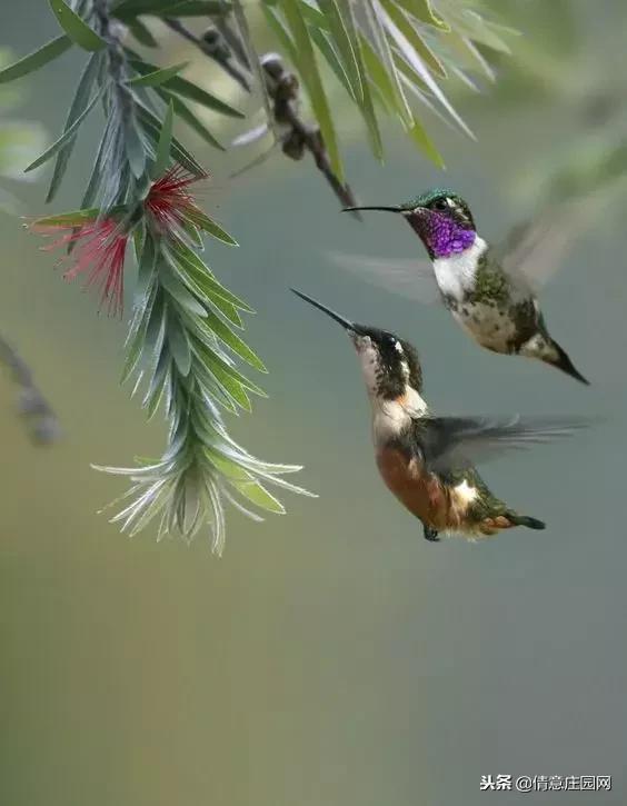 一只会听人话的小鸟,小鸟戴帽子变脸