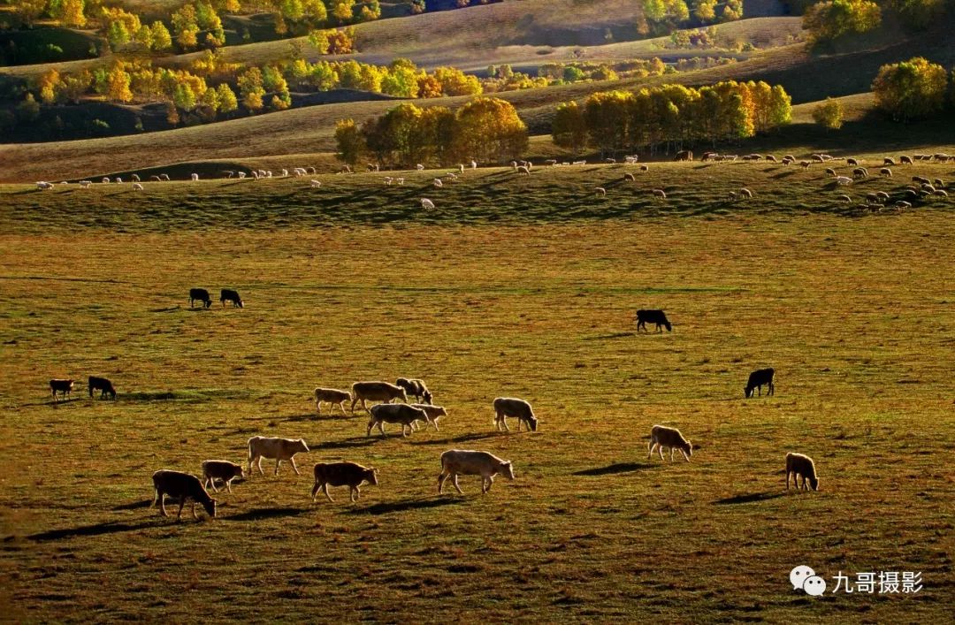 大美坝上草原全景,大美坝上风光系列之一