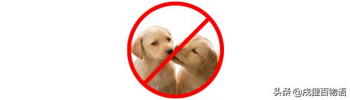 狗狗繁育问题,新手狗狗的受孕过程