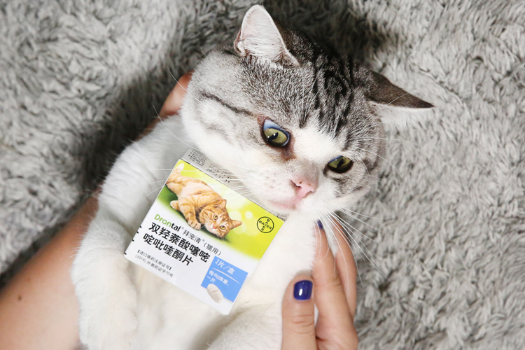 猫咪驱虫滴剂哪个牌子好,猫驱虫拜宠清和拜耳有啥区别