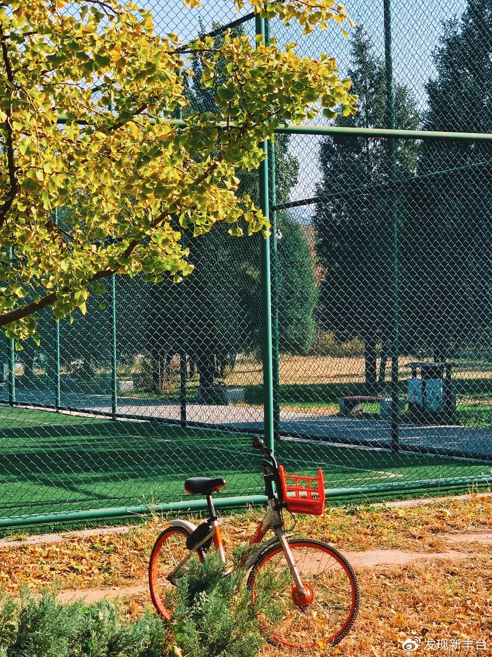 春夏秋冬银杏风景,旅游银杏是初冬最美的一道风景