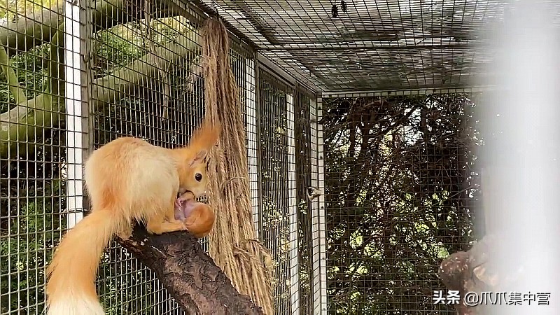 宠物松鼠当妈妈了，好心帮它清理小窝，它却把松鼠宝宝扔了？