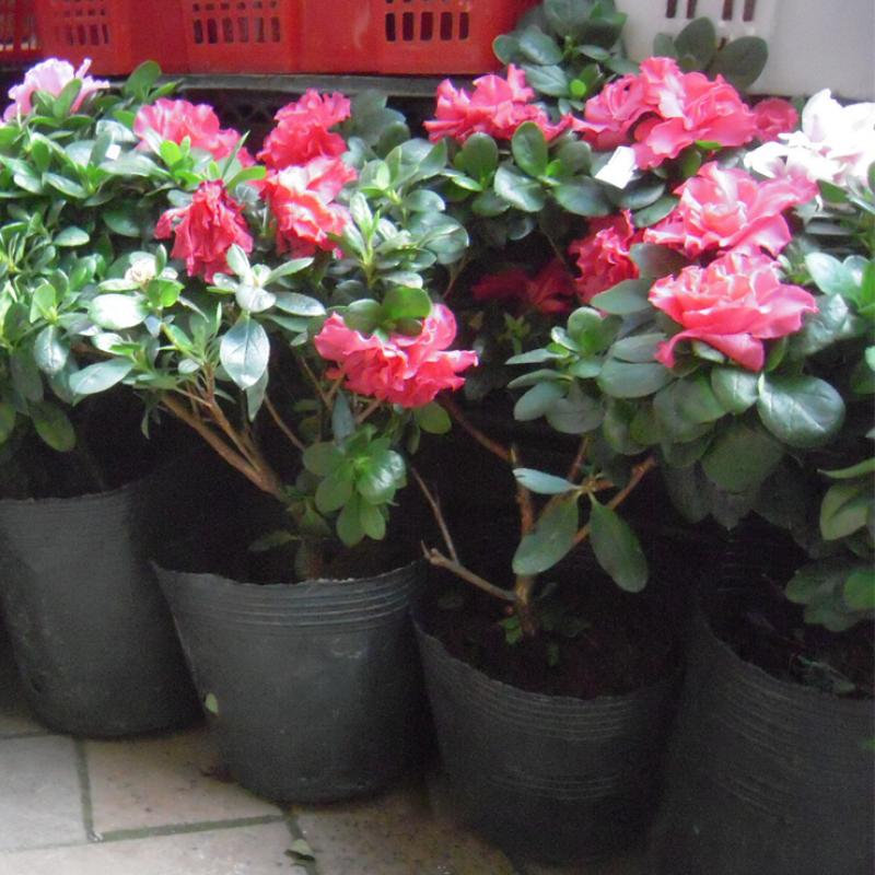 杜鹃花成了光杆戴上塑料袋能活吗,杜鹃花掉花苞后如何管理