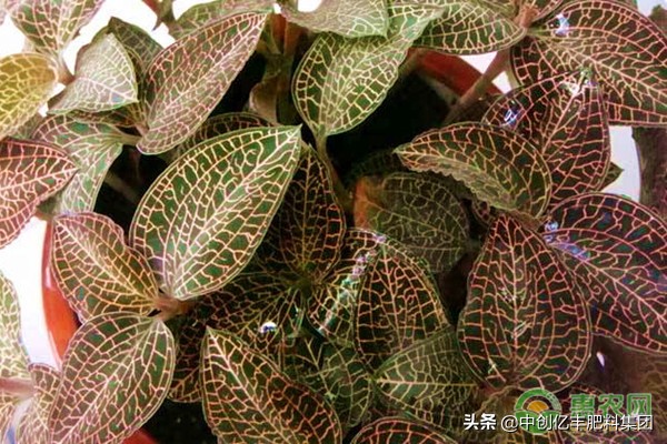 种植金线莲要什么土,种植金线莲注意事项与禁忌