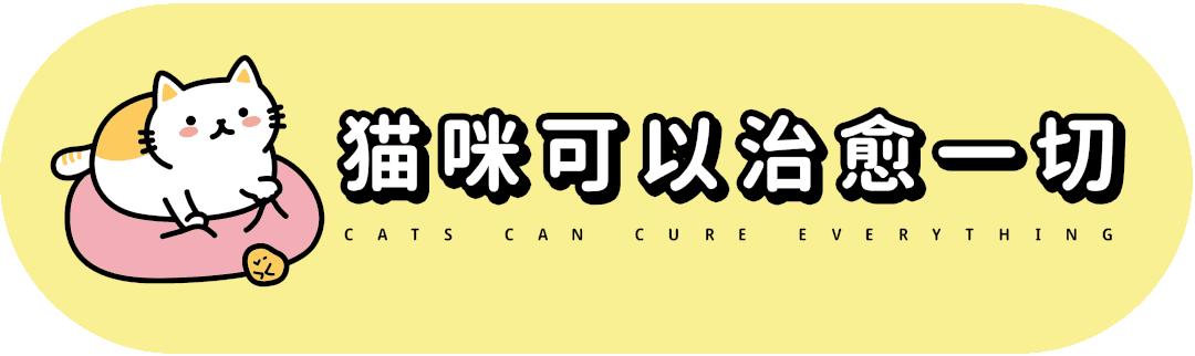 长毛猫撸猫毛工具,哪种撸猫毛的工具好用