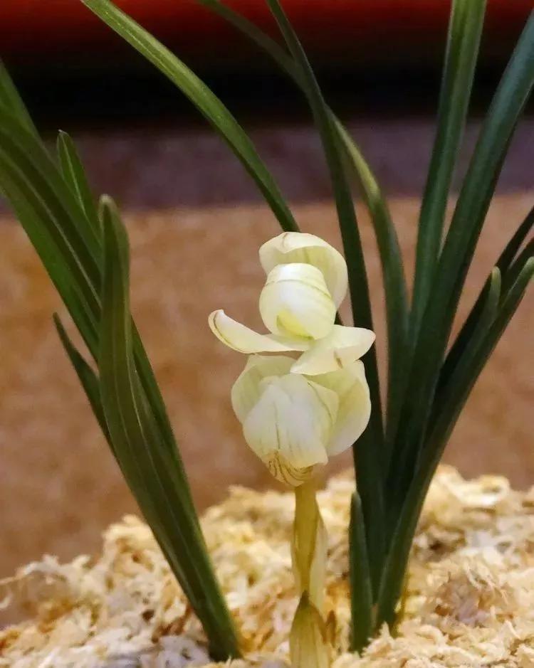 世界上最高贵最漂亮的花,世界上最名贵的花