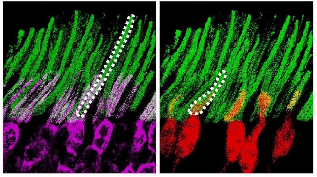 科学家注射一种液体,科学家注射隐形药品