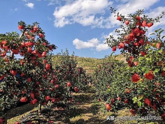 纸贵科技携手京东众筹：全国首例区块链苹果助力科技富农！