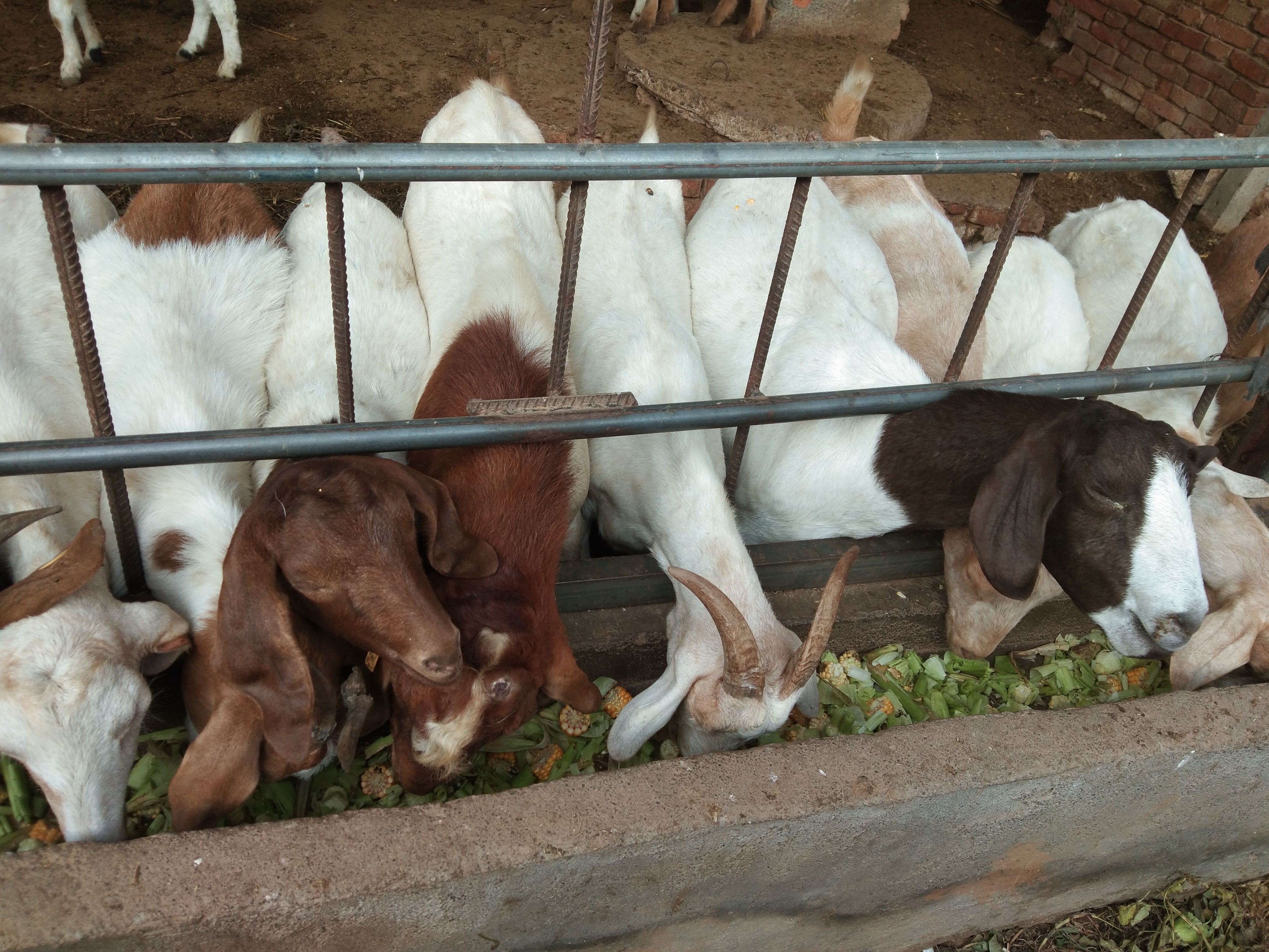 育肥羊喂豆腐渣的好处,豆腐渣喂羊的正确吃法