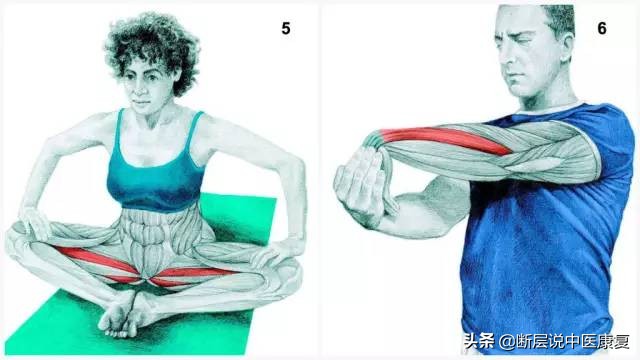 拉伸训练彩色图谱pdf电子版,常见肌肉拉伸合集