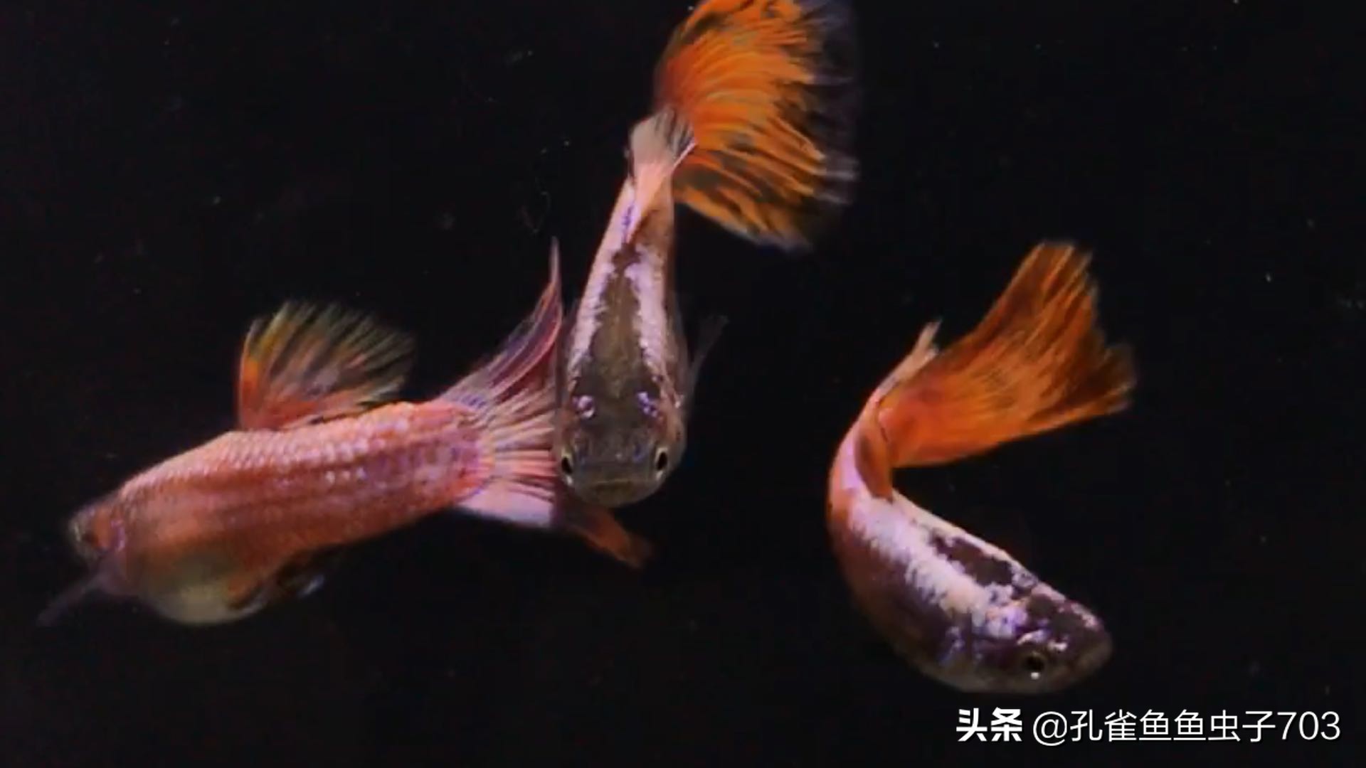 孔雀鱼喂食器制作方法,孔雀鱼怀孕怎么喂食