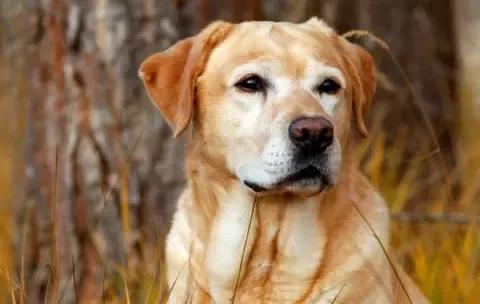 如果遇到恶犬该如何自救,遇到恶犬凶怎么办