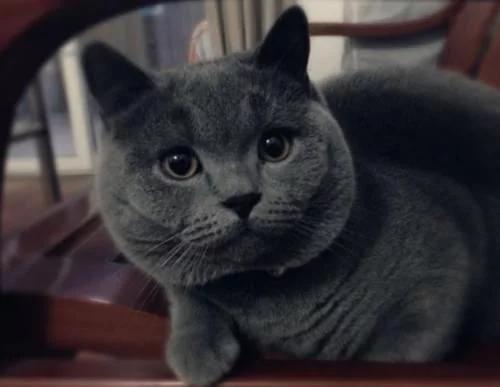 为啥很多人喜欢养外国猫,为什么很多人爱养蓝猫